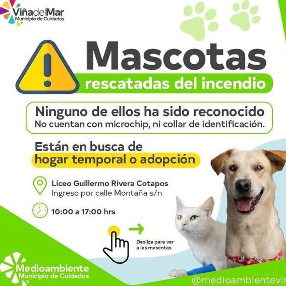 Continúa campaña de adopción de mascotas afectadas por mega incendio de  Viña del Mar