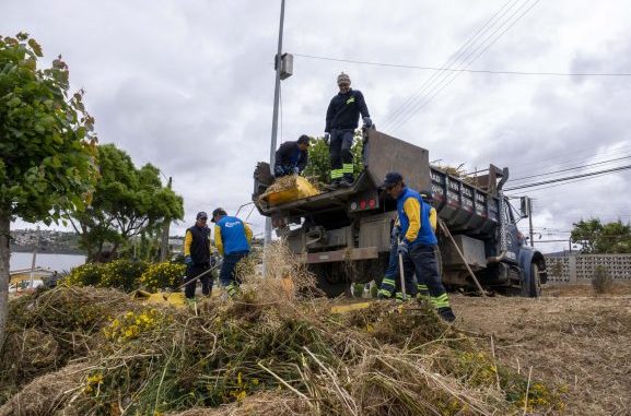 Municipio de Viña del Mar avanza en programa de prevención de incendios forestales con desmalezamiento y mantención de cortafuegos