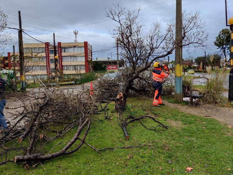 Equipos municipales están desplegados desde la madrugada en Viña del Mar para atender emergencias provocadas por sistema frontal